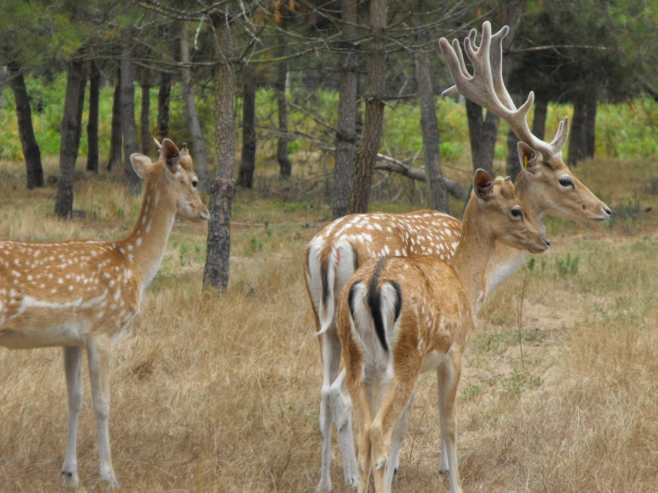 Cabane Des Cerfs Allons  المظهر الخارجي الصورة