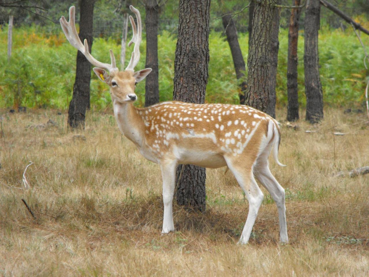Cabane Des Cerfs Allons  المظهر الخارجي الصورة